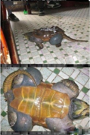 这只乌龟太胖了,连壳都无法阻止它