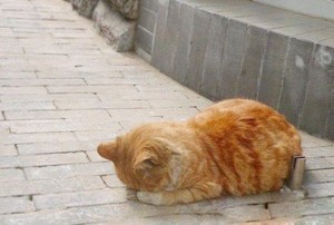 搞笑图片  上街乞讨的猫,真可怜~!