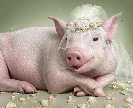 搞笑图片 恶搞 当新娘这天是最美的,最算是头猪也一样.